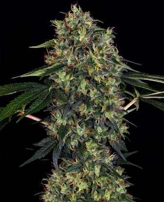 Indoor Mix Feminized Seeds