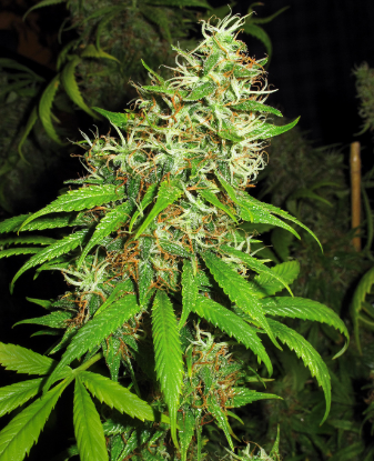 Super Silver Cheese Feminized Seeds