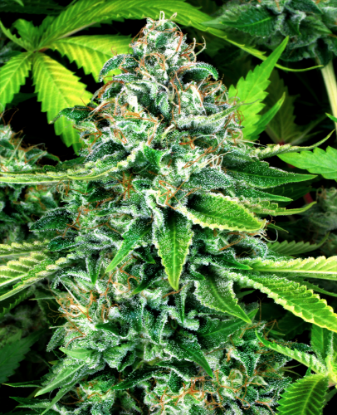 Dosidos Automatic Seeds