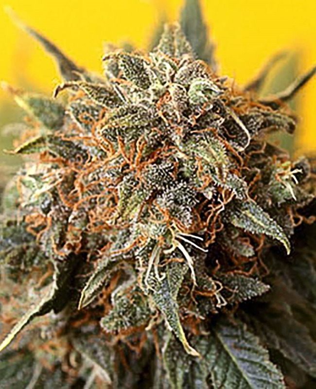 California Orange Bud