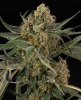 Cereal Milk Feminized Seeds