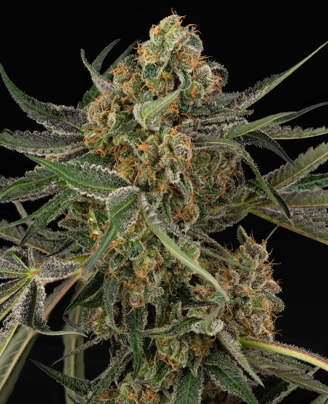 Cereal Milk Feminized Seeds