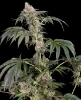 Permanent Marker Feminized Seeds