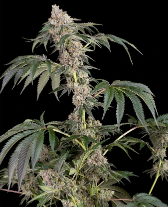 Permanent Marker Feminized Seeds