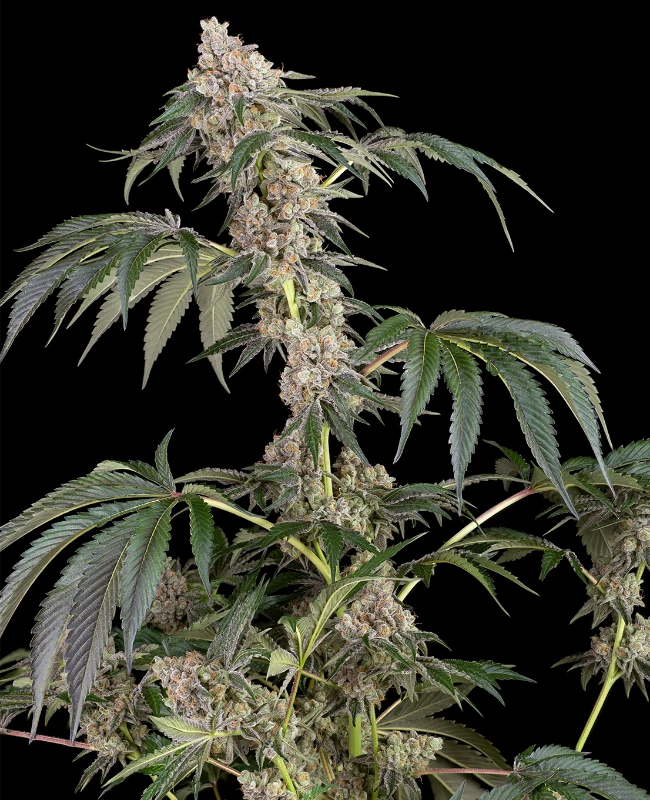 Permanent Marker Feminized Seeds
