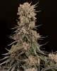 Blue Zushi Feminized Seeds