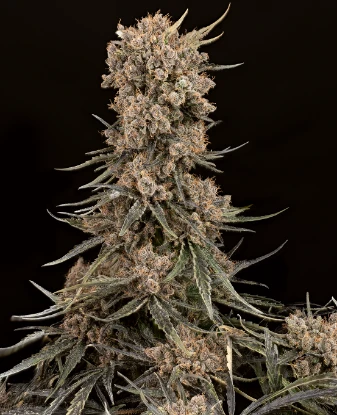 Blue Zushi Feminized Seeds