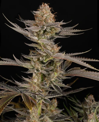 Super Boof Feminized Seeds
