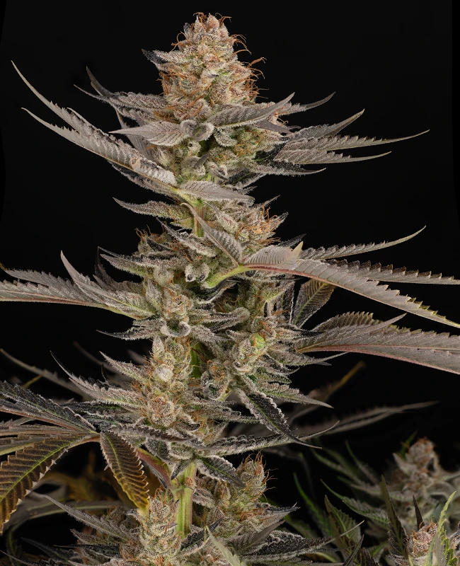 Super Boof Feminized Seeds