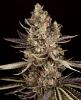 Zoap Feminized Seeds