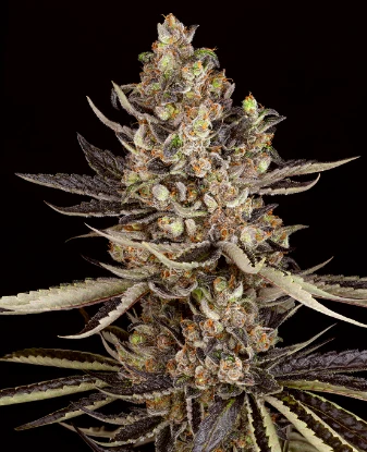 Zoap Feminized Seeds