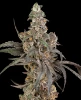 Cereal Milk Automatic Seeds