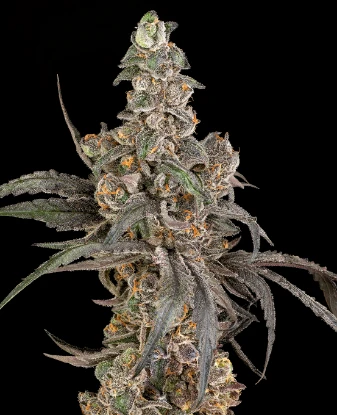 Cereal Milk Automatic Seeds
