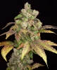 Blue Zushi Automatic Seeds