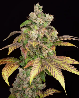 Blue Zushi Automatic Seeds