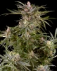 Super Boof Automatic Seeds