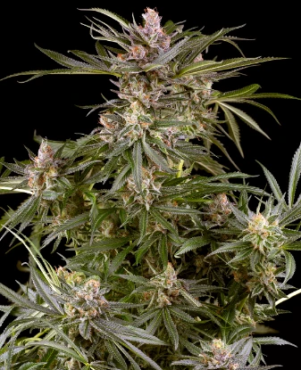 Super Boof Automatic Seeds