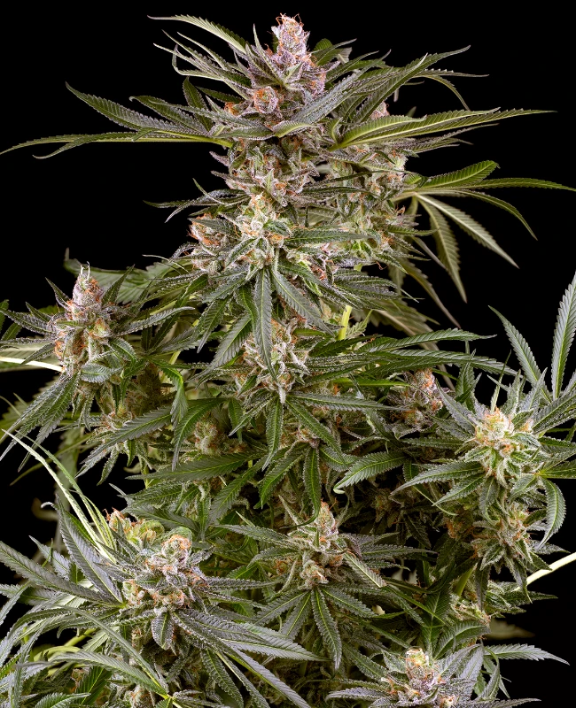 Super Boof Automatic Seeds