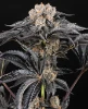 Zoap Automatic Seeds