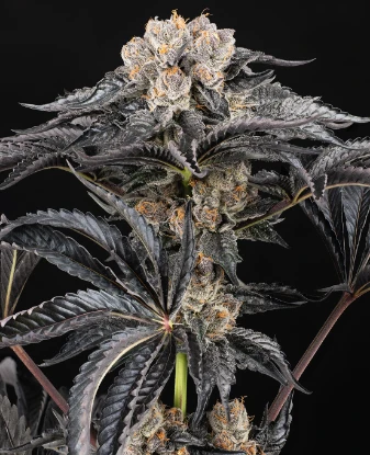 Zoap Automatic Seeds