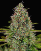 Afghan Regular Seeds