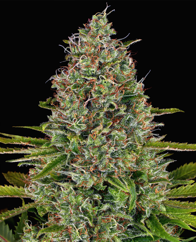 Afghan Regular Seeds