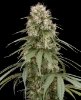 Holland´s Hope Regular Seeds