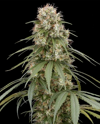 Holland´s Hope Regular Seeds
