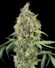 WSS Skunk Automatic Seeds