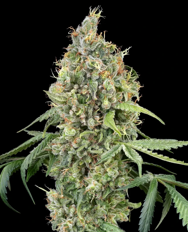 WSS Skunk Automatic Seeds