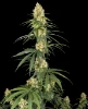 Haze Automatic Seeds