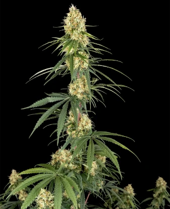 Haze Automatic Seeds