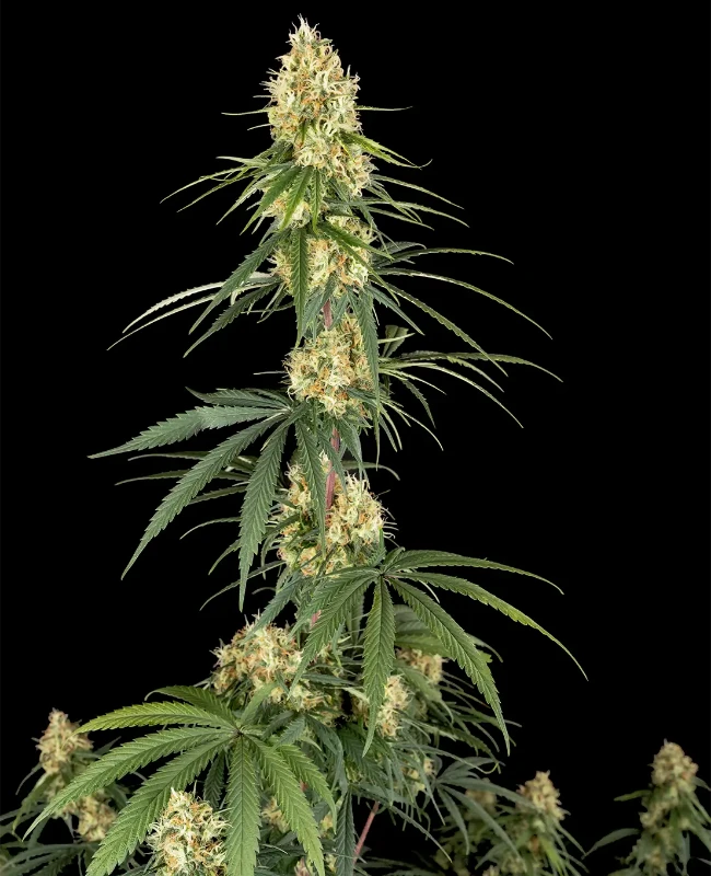Haze Automatic Seeds