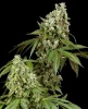 Diesel Haze Automatic Seeds