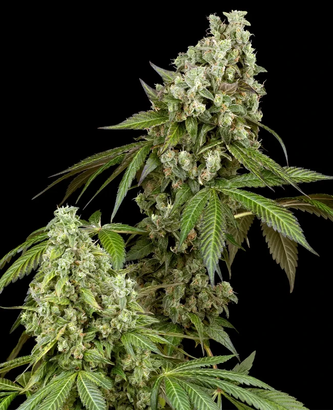 Diesel Haze Automatic Seeds