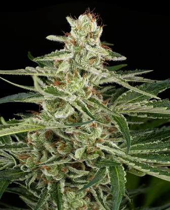AK48 Automatic Seeds