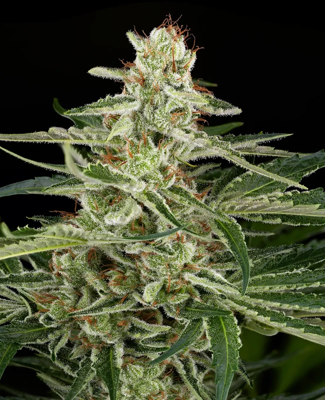 AK48 Automatic Seeds