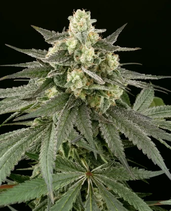 Cheese Feminized Seeds