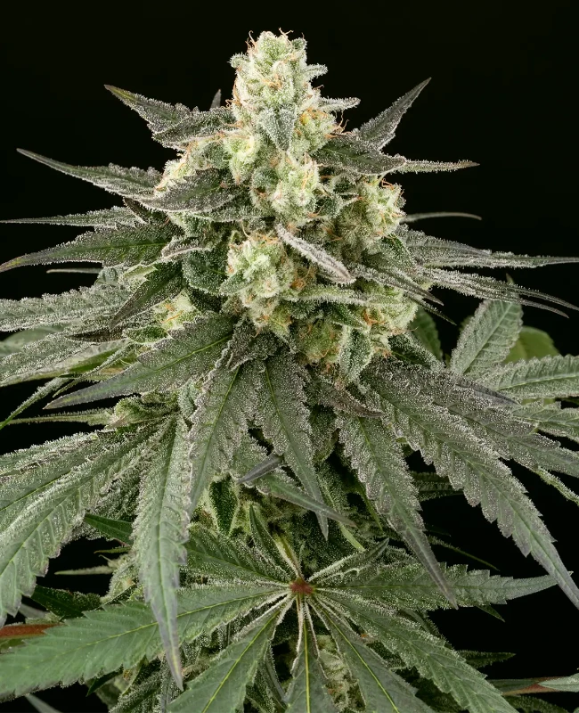 Cheese Feminized Seeds