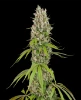 Swiss Dream Automatic Seeds