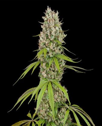 Swiss Dream Automatic Seeds