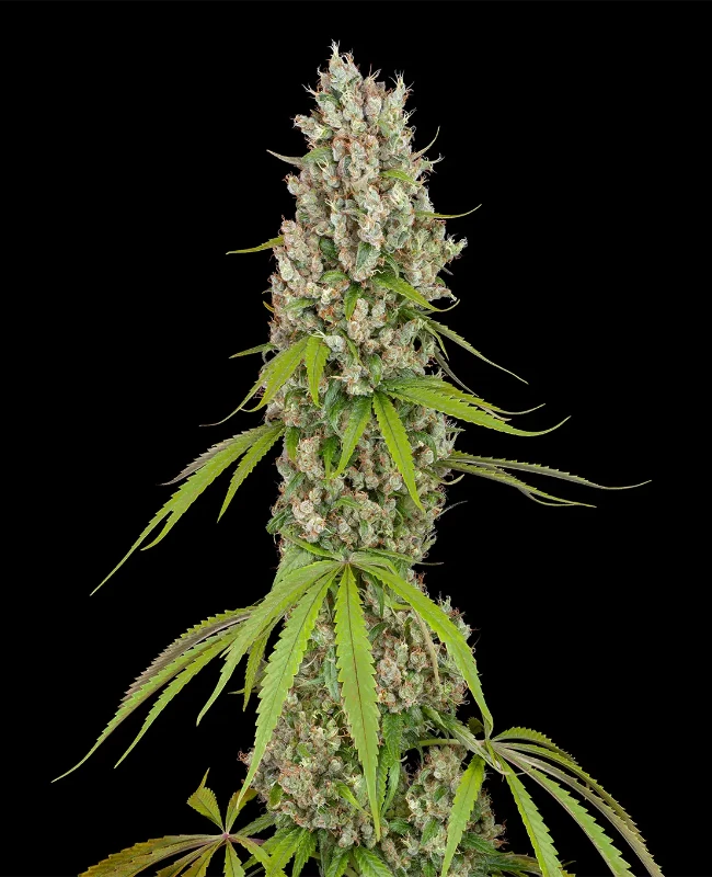 Swiss Dream Automatic Seeds