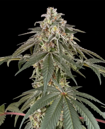 Strawberry Kush Feminized Seeds