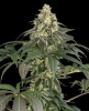 Gelato #51 Feminized Seeds