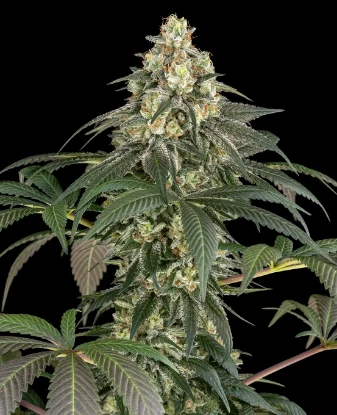 Gelato #51 Feminized Seeds