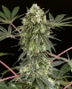 Girl Scout Cookies Feminized Seeds