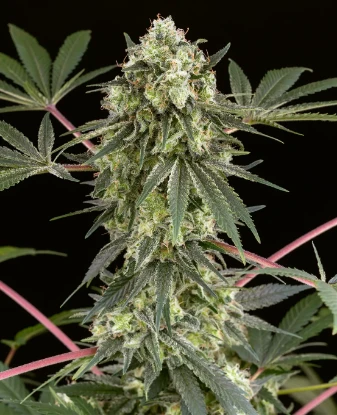 Girl Scout Cookies Feminized Seeds