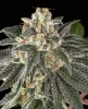 Gorilla Haze Feminized Seeds