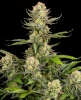 Grapefruit Punch Automatic Seeds