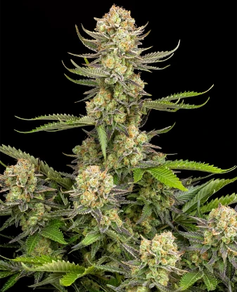 Grapefruit Punch Automatic Seeds